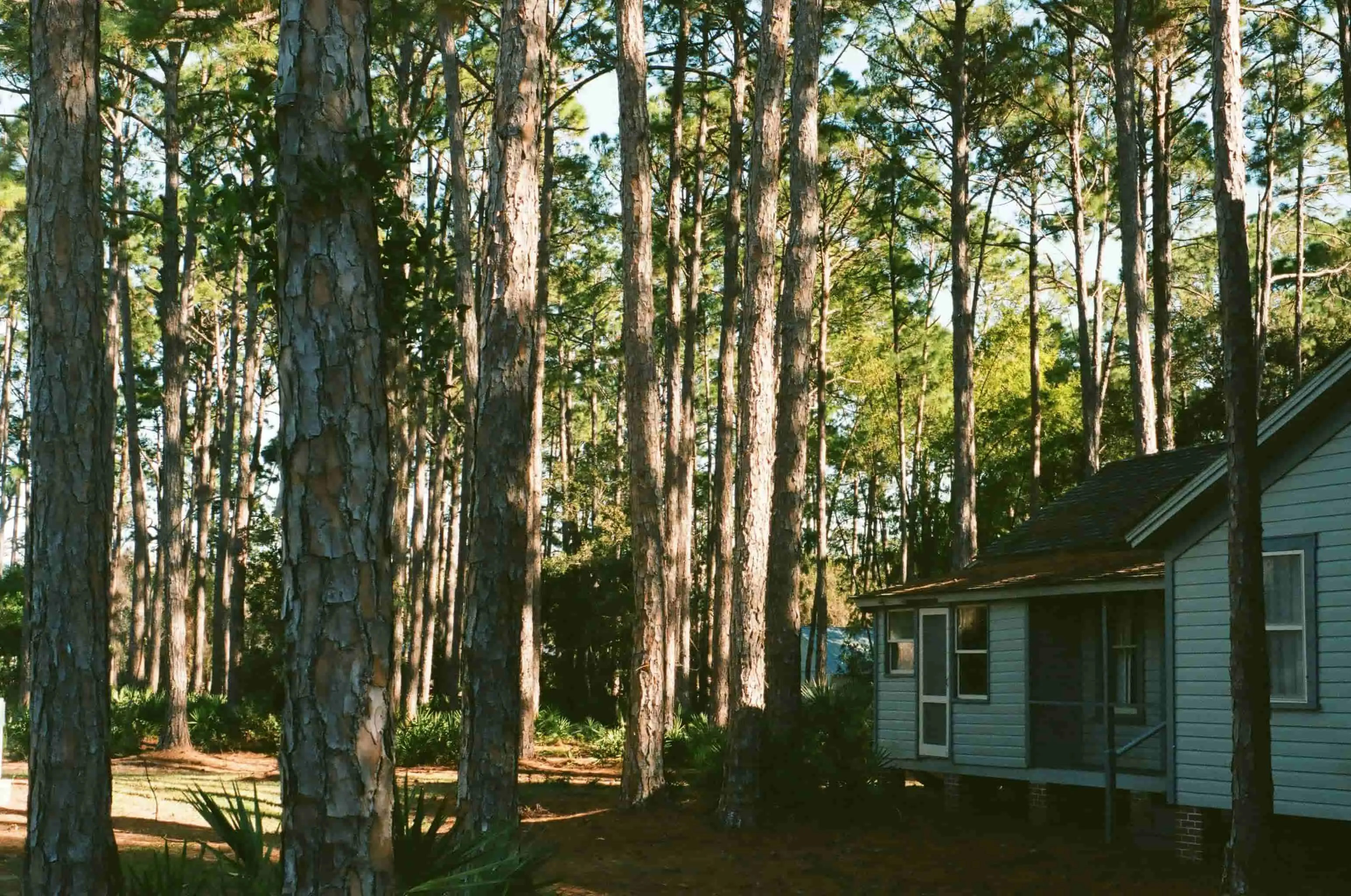 florida home in the woods